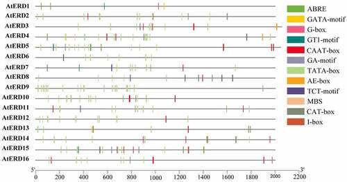 Figure 2. Cis-elements in promoter regions of 16 AtERD genes. The elements are analyzed from 2000 bp upstream promoter regions and draw them with TBtools. ABA responsive element: ABRE; Light responsive element: GATA-motif, G-box, GA-motif, GT1-motif, AE-box, TCT-motif, I-box; Drought responsive element: MBS; Common cis-acting element: CAAT-box; Core promoter element: TATA-box. Meristem expression related element: CAT-box.