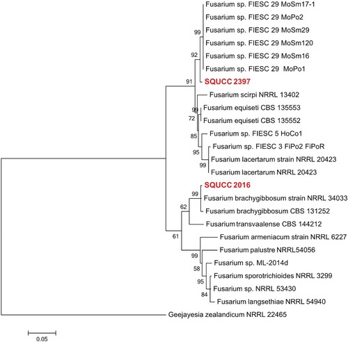 Figure 5. Phylogram generated from ML analysis based on RPB2 sequence data of species in Fusarium sections incarnatum-equiseti and sambucinum species complexes. Isolates derived from this study are in red bold. RAxML bootstrap support values above 50 are given at the nodes. The tree is rooted with Geejayesia zealandicum (NRRL 22465).