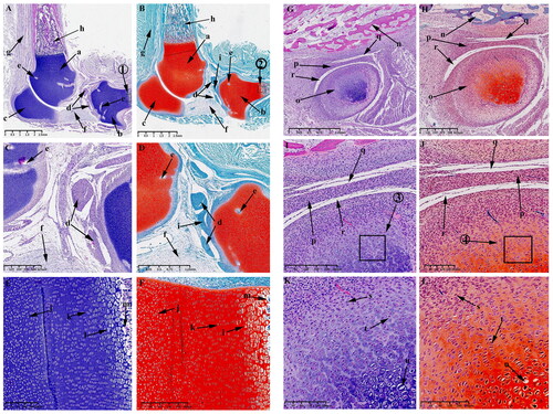 Figure 5. Sagittal histological section of KNJ and TMJ with hematoxylin–eosin and Safranin O-fast green staining on E55. The tibia and femur are still rich in chondrocytes, forming vascular-rich cartilage canals in the group of chondrocytes to provide nutrition for chondrocytes. During the development of TMJ, the temporal bone is completely ossified. The mandibular condyle is typically oval. The articular disk, superior articular cavity and inferior articular cavity have been formed. A–F. Histological analysis of KNJ; G–L. Histological analysis of TMJ. 1) magnify to E; 2) magnify to F; 3) magnify to K; 4) magnify to L. a. Femur; b. Tibia; c. Patella; d. Meniscus; e. Cartilage canal; f. Infrapatellar fat pad; g. Tendon of quadriceps femoris; h. Mineralized area; i. Anterior cruciate ligament; j. Oval chondrocytes; k. Round chondrocytes; l. Hypertrophic chondrocytes; m. Mineralized area; n. Temporal bone; o. Mandibular condyle; p. Articular disk; q. superior articular cavity; r. inferior articular cavity; s. Fusiform chondrocyte; t. Oval chondrocytes; u. Hypertrophic chondrocytes.