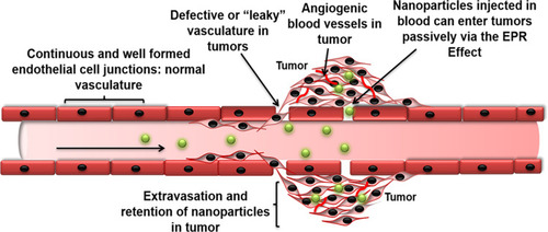 Figure 4 Schematic representation of the EPR Effect.