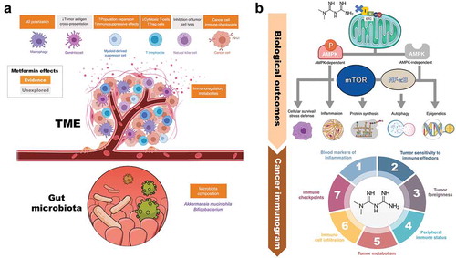 Figure 1. Metformin: A multi-faceted immuno-metabolic adjuvant for cancer immunotherapy. (a). Evidences. The anti-diabetic agent metformin might serve as an archetype immuno-metabolic adjuvant capable of simultaneously regulating, in the appropriate direction and intensity, antitumor immunity-related metabolic checkpoints not only in T-cells, cancer cells and associated immune suppressor cells of the TME, but also in the gut microbiota and its systemic effects on host metabolism. The capacity to improve the metabolic competence of T-cell immune surveillance, suppress the metabolic traits of immunosuppressive cell subsets in the TME, prevent both the constitutive and the inflammation (IFNγ)-inducible expression of immune checkpoint receptors in cancer cells, and shift the gut microbiota composition towards specific commensal microbes might optimize the effectiveness of cancer immunotherapy. Further studies are needed to determine the effects of metformin on tumor antigen cross-presentation by dendritic cells and tumor cell lysis by natural killer cells. (b). Mechanisms. As a consequence of the metformin-mediated inhibition of mitochondrial electron transfer, metformin is able to activate a variety of AMPK-dependent and -independent signaling pathways through which it facilitates the inhibition of mTOR, inhibits the inflammatory pathway, and lastly disturbs inflammation, cellular survival, stress defense, protein synthesis, autophagy, and epigenetic reprogramming .Citation13–Citation20 Downstream of these major biological outcomes, metformin might have the capacity to impact all the cancer-immune system interactions constituting the so-called “cancer immunogram”.Citation21 Metformin might lead to systemically decreased levels of pro-inflammatory soluble inhibitors (e.g., serum levels of C-reactive protein and IL-6Citation22–Citation24), which are known to drive tumor-associated inflammation, impair T cell-mediated tumor control, and associate with poor outcomes in response to ICIs (1). Metformin might increase tumor sensitivity to immune effectors by augmenting the levels of major histocompatibility complex (MHC) class I antigensCitation25 (2), which might impact also tumor foreignness by helping T-cells to recognize neoantigens (3). Metformin might alter the general performance of immune system via modification of the microbiomeCitation26 (4), specifically by changing microbial folate and serine/methionine metabolism.Citation27–Citation29 Metformin might reverse an inhibitory tumor metabolism by remodeling the hypoxic TME via reduction of intratumoral hypoxia (5), a key driver of poor outcomes upon ICIs. Metformin might sustain or restore the infiltration of tumor-reactive T-cells into the tumor (6) by preventing the occurrence of dysfunctional states characterized by impaired activity and proliferative activity, increase apoptotic rate, and reduced production of effector cytokines (i.e., T-cell exhaustion). Metformin might alter the expression profile of immune checkpoints (7) such as PD-L1 in the tumor compartment [37, Figure 2], thus suggesting that a combination of metformin-CTLA-4 blockade might have the potential to increase the efficacy of cancer immunotherapy.