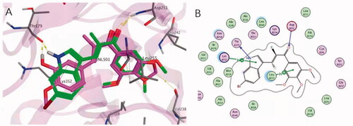 Figure 3. Proposed binding models for 4c (green) with tubulin (PDB code：5JVD). (A) The superimposed conformation with TUB092(carmine). The hydrogen bonds were shown in yellow dashed lines. (B) The 2 D interactions between 4c and tubulin.