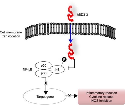 Figure 7 The anti-inflammatory mechanism of hBD3-3 involves serial inhibition of IκBα phosphorylation, p65 nuclear translocation and, finally, NF-κB-dependent inflammatory responses in vitro and in vivo.Abbreviations: hBD3, human beta-defensin 3; NF-κB, nuclear factor-kappa B; iNOS, inducible nitric oxide synthase.