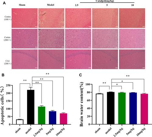 Figure 5 (A and B) HE staining performed on sections from ischemic cortex and CA1, n = 3 per group; (C) brain water content (the data are presented as the mean ± S.D., n = 5, *p < 0.05, **p < 0.01).