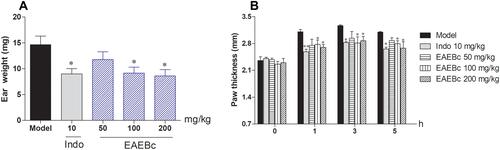 Figure 3 Anti-inflammatory activity of EAEBc in vivo.