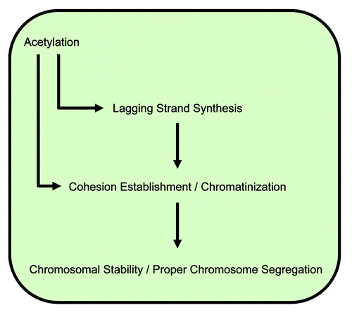 Figure 1. Interplay between acetylation, replication fork dynamics and cohesion establishment important for chromosomal integrity.