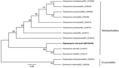 Figure 1. The phylogenetic tree was constructed using maximum-likelihood method with 1000 bootstrap replicates based on 13 protein-coding genes (PCGs)+two rRNAs of S. miscanthi and other 10 family Tetranychoidea species. Two Eriophyoidea species were selected as the outgroup. The GTR + G model was estimated as the best-fit substitution model according to the BIC standard in MEGA. The position of Stigmaeopsis miscanthi (whose mitogenome was determined in this study) is shown in bold. Posterior probabilities at correspondent nodes are shown in percentages. GenBank accession numbers for each species are shown in parentheses.