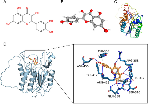 Figure 12 (A) 2D structure of quercetin molecule; (B) 3D structure of quercetin molecule; (C) 3D structure of caspase-8 protein; (D) Binding mode of quercetin and caspase-8 protein obtained based on molecular docking. The left figure shows the overall view, and the right figure shows the partial view, in which the Orange stick is the small molecule, the blue cartoon is the protein, the blue solid line indicates the hydrogen bonding interaction, and the gray dashed line indicates the hydrophobic interaction.