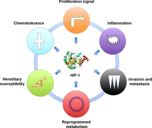 Figure 1 HIF-1 is a central mediator of tumor-related biocharacteristics in pancreatic cancer.