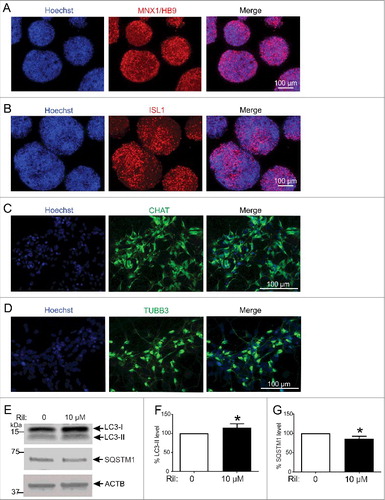 Figure 4. Rilmenidine stimulates macroautophagy in H9 human embryonic stem cell-derived spinal motor neurons. Photomicrographs of motor neuron spheres stained for (A) HB9 and (B) ISL1, and dissociated mature motor neurons stained with (C) CHAT and (D) TUBB3 antibodies. (E) Immunoblot analysis of macroautophagy markers in induced motor neurons transiently transfected with wild-type SOD1 and treated with rilmenidine (Ril) for 24 h post-transfection. Quantification of (F) LC3-II and (G) SQSTM1 protein levels from immunoblots normalized to untreated cells. Data represent mean ± SD, n = 5 independent experiments, *p<0.05 compared to untreated cells using an unpaired t-test.