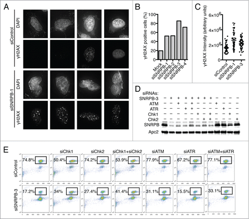 Figure 3. Spliceosome depletion results in increased DNA damage and checkpoint-dependent G2 arrest. (A) Analysis of DNA damage by immunostaining. HeLa cells were transfected with the indicated siRNAs. Cells were fixed at 48 h after transfection and stained with antibodies against γ-H2AX and DAPI. Sample micrographs are shown. (B) Quantification of the percentage of γ-H2AX-positive cells in (A). (C) Quantification of nuclear γ-H2AX intensity in (A). Each dot represents one nucleus. (D) HeLa cells were transfected with Control (siControl) or siSNRPB-3 siRNA together with siRNAs against the indicated DNA damage checkpoint components. Western blots of total lysates blotted with the indicated antibodies are shown. (E) Quantification of mitotic entry. HeLa cells transfected with the indicated combinations of siRNAs were incubated with taxol at 24 h after siRNA transfection. Samples were collected after 15 h in taxol, and the cell cycle profile was analyzed by flow cytometry using Propidium Iodide (PI) and anti-MPM2 staining. The percentage of mitotic cells (MPM2+) is indicated.