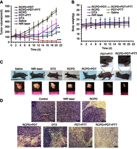 Figure 7 (A) The tumor growth curves of mice after various treatments. (B) The body weight changes of mice during various treatments. (C) The photos of mice and excised tumors after various treatments. The red circles indicate the tumor size. (D) The images of H&E stained tumor sections after various treatments. Scale bars represent 50 μm. The doses of cypate and DTX in all the above experiments were 6.7 and 5 mg/kg. The laser irradiation was carried out on the tumor at 808 nm at a power density of 0.3 W/cm2 or 1.6 W/cm2 for 5 mins. -*p<0.05, **p<0.01, ***p<0.001 for comparison to the control-.