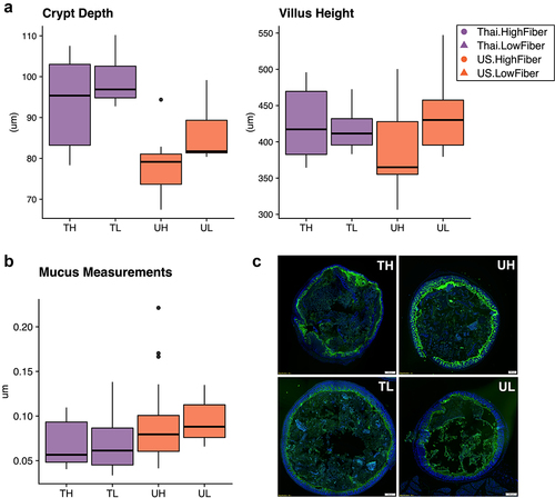 Figure 2. Immune responses in the ileal intra-epithelial compartments, intestinal villi height, and colonic mucus thickness vary by donor microbiota (2a) duodenal crypt depth is significantly deeper in Thailand-donor groups than US-donor groups (two-way ANOVA, donor P = .00034 and diet P = .062). Villus height measurements were not significantly different by donor or diet types. (2b) colonic mucus measurements (three measurements taken per cross-sectional image, measured in triplicate and normalized by researcher) were thicker in Thailand-donor groups (two-way ANOVA, donor P = .0048). (2c) representative images of samples from TH, TL, UH, and UL groups show DAPI stains of cross-sectional colonic sections used for mucus measurements (TH = M13 from Thailand-donor-high-fiber group; TL = M22 from Thailand-donor-low-fiber group; UH = M31 from US-Donor-high-fiber group; UL = M7 from US-Donor-low-fiber group).