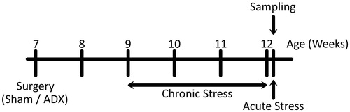 Figure 1. Schematic representation of the stress and adrenalectomy protocol. At 9 weeks old, mice in Chronic Stress were taken to a different room (room A) and restrained for 2 h/day between 10:00 and 15:00 h for 3 weeks. The mice were kept in their home cages in the breeding room (room B) for 24 h following the final period of chronic stress and then sacrificed in room A. At 12 weeks old, mice in Acute Stress were restrained in room A for 2 h from 08:00 h. The mice were kept in their home cages in room A for 15 min following the restraint stress and then sacrificed. The control animals were left undisturbed in their home cages until sacrifice. At 7 weeks old, mice in Sham and ADX were operated on. The mice were kept in their home cages for 2 weeks following the surgery and were used for the chronic stress protocol.