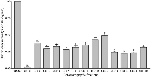 Figure 5. Loss of mitochondrial transmembrane potential in A549 cells. The cells were treated with 12.5 μg/mL of chromatographic fractions of ethanol and residual fractions for 24 h. The results are expressed as the fluorescence intensity ratio (red/green) for JC-1 ± SD of triplicate and are representative of three separate experiments. ANOVA *significant differences with respect to control DMSO, p < 0.01 (Tukey test). CAPE was used as positive control of apoptosis.