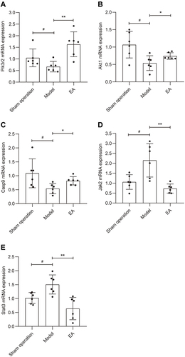 Figure 11 Relative mRNA expression levels of the rats in the SCDH. (A) Pik3r2; (B) Akt1; (C) Casp9; (D) Jak2; (E) Stat3. GAPDH was used as a housekeeping gene. n = 6 rat per group. #P<0.05 versus sham operation group; *P<0.05, **P<0.01 versus model group.