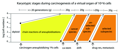 Figure 11. Karyotypic stages during carcinogenesis of a virtual organ of 106 cells: (1) The induction of random aneuploidy in an arbitrary 1% of normal cells by a carcinogen, such as overexpressed telomerase (Fig. 4) or SV40 virus (Figs. 9 and 10); (2) Self-catalyzed progression of aneuploidy over many cell generations up to 100% of the initiated cell population, as for example in the human skin cells 100 generations after aneuploidization by overexpressed telomerase shown in Figure 4; (3) The stochastic evolution of an autonomous cancer stem cell with a new, clonal flexible karyotype and phenotype. The new autonomous cancer cell supplants the 106 non-cancerous precursors in our Petri dish within 20 generations after its origin (Figs. 5 and 8); (4) Self-catalyzed karyotypic variations of cancer cells generate new unselected subspecies, spontaneously (Figs. 5and 8) and drug-resistant or metastatic subspecies, selectively (see text).