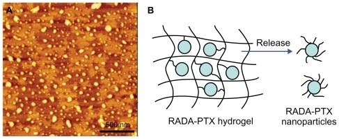 Figure 8 In vitro release of PTX from RADA16-PTX hydrogel. (A) Atomic force microscopy image of supernatant in release medium, in which many nanoparticles could be seen. (B) schematic representation of modeling for PTX release from PTX-RADA16 hydrogel.Abbreviation: PTX, paclitaxel.