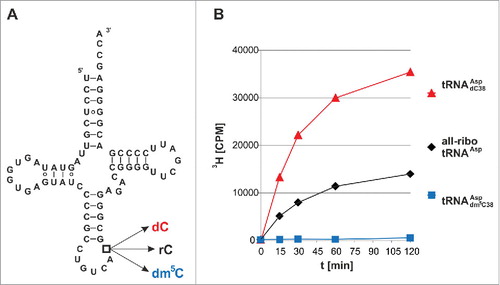 Figure 1. Tritium incorporation assay suggests that Dnmt2 methylates a tRNA containing a deoxycytidine at position 38. (A) Cloverleaf structure of unmodified human cytosolic tRNAAsp. Position 38 has been engineered to contain rC, dC, or dm5C in three hybrid tRNAs of corresponding name. (B) In vitro methylation measured by tritium incorporation from 3H-SAM. Standard deviations of three replicates are given in Fig. S1.