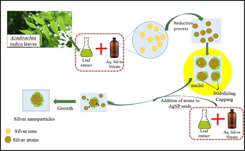 Figure 1. Seeded growth of silver nanoparticles using Azadirachta indica leaf extract.