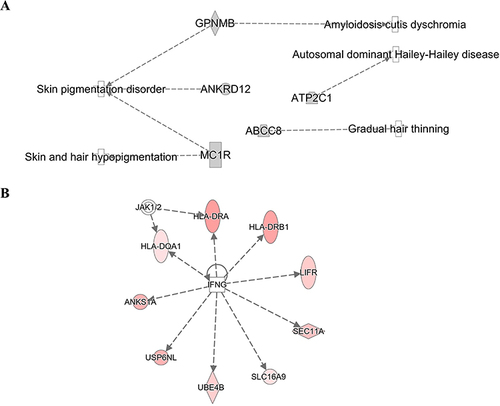 Figure 6 The genetic markers associated with skin and hair diseases (A). Nine genetic markers associated with the IFN-γ-JAK-STAT signal transmission pathway (B). IPA software analyzed network analysis (SNPs gene loci, P<1E-05).