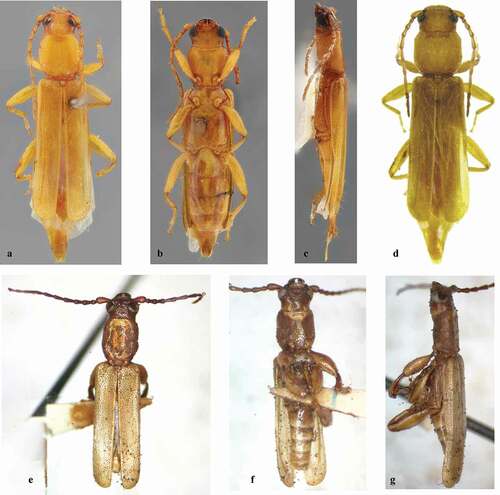 Figure 4. (a–c) Smodicum confusum Martins, 1985, paratypes female: (a) Specimen 1, dorsal habitus; (b) Specimen 2, ventral habitus; (c) Specimen 3, lateral habitus habitus. (d) Specimen illustrated by Galileo et al. (2011). (e–g) Smodicum clancularium Martins, 1975 sensu Maes et al. (2010): (e) Dorsal habitus; (f) Ventral habitus; (g) Lateral habitus