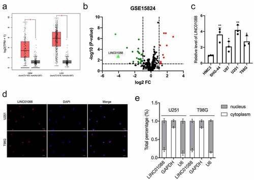 Figure 1. The expression profile, cellular location, and distribution of LINC01088. (a) GEPIA (http://gepia.cancer-pku.cn/index.html) results of up-expression of LINC01088 in glioblastoma multiforme (GBM) and brain lower-grade glioma (LGG) tissues. (b) The volcano map of differentially expressed lncRNAs in GSE15824. (c) qRT-PCR analysis of LINC01088 expression in microglia cell line HMC3 and glioma cell lines (U251, T98G, SHG-44 and U87). (d) The expression and location of LINC01088 (green) in U251 and T98G cells was determined by FISH assay with confocal microscopy. DAPI-stained nuclei were blue. Scar bar: 50 μM. (e) The expression level of LINC01088 in the subcellular fractions of U251 and T98G cells was detected by qRT-PCR. All data were presented as means ± SD of three independent experiments. Values are significant at *P < 0.5 and **P < 0.01 as indicated.