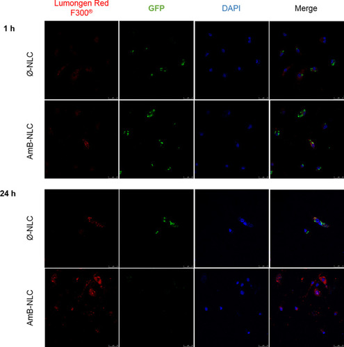 Figure 4 Intracellular delivery of NLC. Confocal microscopy of GFP mutant L. braziliensis-infected macrophages treated with Ø-NLC or AmB-NLC at 4 µg/mL for 1 or 24 h. Blue: nuclei stained with DAPI; Green: GFP mutant L. braziliensis; Red: Lumogen Red F300® fluorochrome-containing NLCs.