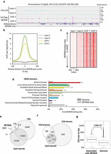 Figure 1. Genomic landscape of ZBTB38 binding sites determined by ChIP-sequencing in human cells. (a) Genomic tracks display ZBTB38 ChIP-sequencing data (replicates 1 and 2) and input data (replicates 1 and 2) on a representative 5-Mb region of chromosome 11. (b) Average tag intensity of ZBTB38 ChIP-sequencing and matched Input samples at 3032 called ZBTB38 binding sites. (c) Heatmap representing binding intensities of ZBTB38 ChIP-sequencing and input samples at ZBTB38 binding sites. (d) Genomic distribution of ZBTB38 binding regions across the 10 chromatin states defined by a Hidden Markov Model using multiple histone modifications and genomic features. The asterisk indicates a P-value <10−3. (e) Venn diagram showing the overlap between ZBTB38 binding regions, transcription start sites (TSS), and CpG islands. (f) Venn diagram showing the overlay between ZBTB38 binding sites and CGI, CGI-shores, and CGI-shelves. (g) Box plot representing the relative size of CpG islands associated with ZBTB38 binding. P-value was calculated by Mann–Whitney/U-test.