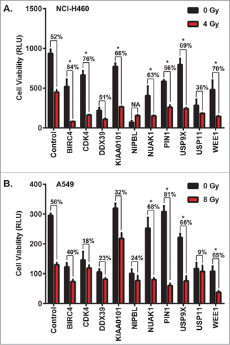 Figure 1. Confirmation of multiple hits from a whole genome shRNA screen ± daily radiation to identify NSCLC radiosensitizers. Ten genes were selected among radiosensitizing hits based on their scores and the availability of small molecule inhibitors targeting their gene products. (A) NCI-H460 and (B) A549 cells were transfected with pools of 4 siRNAs against each gene, and then 24 hours later were treated with a dose of ionizing radiation estimated to yield 50% viability in control cells transfected with a non-silencing siRNA. 24 hours after irradiation, luminescent cell viability assays were performed in triplicate wells. Percentiles above each pair of bars indicate the percentage of cells that were killed following IR and siRNA knockdown compared to siRNA knockdown alone. Percentiles greater than those of non-silencing siRNA indicate synergy, marked by asterisks. Error bars represent standard deviation.