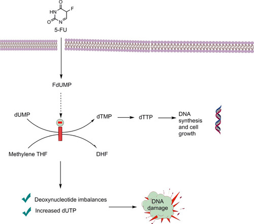 Figure 2 Mechanism of action of 5-FU to inhibit thymidylate synthase.Abbreviations: FdUMP, fluorodeoxyuridine monophosphate; dUTP, deoxyuridine triphosphate; dTMP, deoxythymidine monophosphate; dTTP, deoxythymidine triphosphate methylene; THF, methylene tetrahydrofolate; DHF, dihydrofolate.