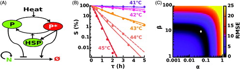 Figure 3. A predictive dynamical model of cellular viability (A) Scheme of heat-induced damage, repair and death. (B) Survival fraction in response to hyperthermia doses with rectangular time profiles of various amplitude and duration; experimental results from [Citation12] (dots), output of the dynamical model (solid lines), CEM43 description (dashed lines). A color code is used to indicate the maximum temperature which is also indicated directly on the graph. (C) Log-likelihood landscape in the free parameter plane (α−β), the round circle indicates optimal parameter set used in (B). RMSE: root-mean-square error.