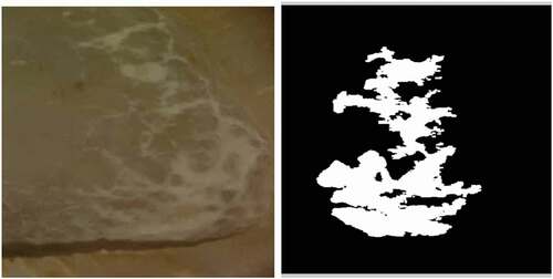 Figure 2. Active contour segmentation of sulfur copra.