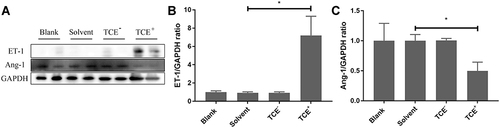 Figure 2 Protein levels of ET-1 and Ang-1. (A) showed the Western blot results of renal ET-1 and Ang-1 expression levels. (B and C) showed the optical density values of ET-1 and Ang-1, respectively. Compared to solvent control group, ET-1 significantly increased but Ang-1 decreased in TCE sensitized positive group. *P<0.05.