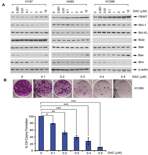 Figure 1. Treatment of lung cancer cells with DAC results in downregulation of Mcl-1 and upregulation of FBW7. (a) Human lung cancer H157, H460 and H1299 cells were treated with increasing concentrations of DAC for 24 h, followed by Western blot. (b) H1299 cells were treated with increasing concentrations of DAC for 10 days, followed by colony formation assay
