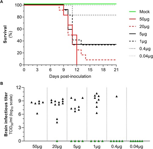 Figure 2. De novo generation of a highly pathogenic TBEV strain by inoculation of subgenomic DNA fragments in mice. Groups of 4 weeks-old C57BL/6J mice were inoculated intramuscularly with different amounts of DNA fragments encoding the Hypr strain of TBEV. Data represent results from two independent experiments (Table S6). Six different doses of an equimolar mix of DNA fragments formulated in NaCl 0.9% were used: 50, 0.4 and 0.04 µg (n = 6 animals) and 20, 5 and 1 µg (n = 2 × 6 animals). (A) Survival data presented as Kaplan-Meier curves. Curves of “Mock” and “5µg” groups are incremented by +2 and +1 Y-axis units, respectively, to optimized representation of the results. Statistical analysis is presented in Table S7. (B) Viral infectious titres expressed as TCID50/ml of brain clarified homogenates. Black and green symbols represent infectious titres measured in brain of sick animals and survivors, respectively.