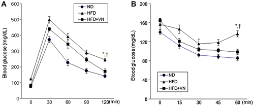 Fig. 2. Effects of the VN extract on glucose and insulin tolerance in HFD-fed mice.Notes: (A) Blood glucose levels after injecting D-Glucose (2 g/kg) in the ND-, HFD-, and HFD + VN-fed mice. (B) Blood glucose levels after the insulin treatment (0.75 U/kg). The blood glucose levels of the HFD + VN-fed mice were significantly lower than those of the HFD-fed mice. Data (n = 10 mice per group) are presented as the mean ± SEM.*p < 0.05 vs. ND mice; †p < 0.05 vs. HFD mice.