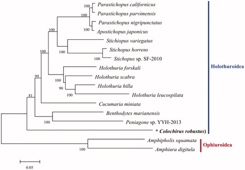 Figure 1. Phylogeny of holothurians based on amino acid sequences of 13 mitogenome PCGs using ML methods. Numbers on branches indicate bootstrap probability. The asterisks before species names indicate newly determined mitochondrial genome in this paper. The gene’s accession number for tree construction is listed as follows: Parastichopus californicus (KP398509), P. parvimensis (KU168761), P. nigripunctatus (AB525762), Apostichopus japonicus (FJ986223), Stichiopus variegatus (MN128376), S. horrens (HQ000092), Stichopus sp. SF-2010 (HM853683), Holothuria forskali (FN562582), H. scabra (KP257577), H. hilla (MN163001), H. leucospilata (MK940237), Cucumaria miniata (AY182376), Colochirus robustus (MN966676), Peniagone sp. YYH-2013 (KF915304), Benthodytes marianensis (MH208310), Amphipholis squamata (FN562578), Amphiura digitula (MH791160).