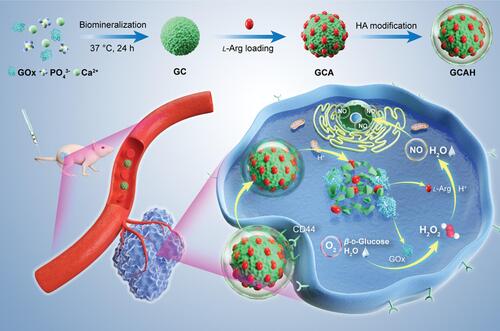 Figure 8 Schematic illustration of the preparation process of GCAH and its application for synergistic cancer ST/gas therapy. Reproduced with permission from: Fu LH, Li C, Yin W, et al. A Versatile Calcium Phosphate Nanogenerator for Tumor Microenvironment-activated Cancer Synergistic Therapy. Adv Healthc Mater. 2021;10(23):e2101563. doi:10.1002/adhm.202101563.Citation198 Copyright 2021, Wiley-VCH.