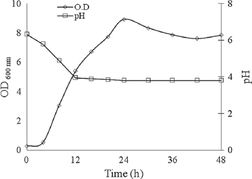 Figure 2(a). Growth profile of Lactobacillus rhamnosus 231 in MRS medium at 37°C.