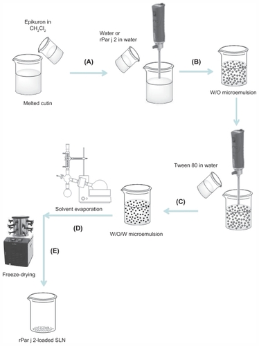 Figure 3 Schematic diagram of solid lipid nanoparticle (SLN) preparation using double emulsion/evaporation method. Lipid heated to ~10°C of its melting point and organic solution of dichloromethane (CH2Cl2) containing Epikuron™ 200 added. Aqueous phase or aqueous dispersion of recombinant Par j 2 (rPar j 2) added under stirring by Ultra-Turrax® T125 at 13,500 rpm (A), water in oil (w/o) emulsion formed (B), aqueous solution of Tween 80® at 2% and second one at 1% added under stirring to obtain double emulsion water-in-oil-in-water (w/o/w) (C), organic solvent removed by evaporation (D), and freeze-dried (E).