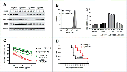 Figure 1. Ablation of FOXO genes and its effects on CD20 levels and rituximab efficacy in vitro and in vivo. (A) Western blotting showing FOXO1, FOXO3 and CD20 proteins levels in Raji cell clones that were previously transduced with lentiviruses encoding sgRNA (CRISPR/Cas9 technology) targeting either FOXO1 or FOXO3 loci. Clones with empty vector or sgEGFP were used as controls. β-actin level was used as loading control. (B) FACS analysis of cell surface levels of CD20 (left panel, example of graph from FlowJo software; right panel, quantification of MFI values) in clones of Raji cells characterized in panel A. (C) CDC (complement-dependent cytotoxicity) assay showing improved response of sgFOXO1 cell clones to low concentrations of rituximab in the presence of human serum. (D) Kaplan-Meier survival plot of mice inoculated intravenously with Raji cells (either mix of 3 control clones or mix of 3 clones with sgFOXO1) expressing Red Firefly luciferase. Mice (n = 7) were then injected intraperitoneally with rituximab (10 mg/kg) three times a week.