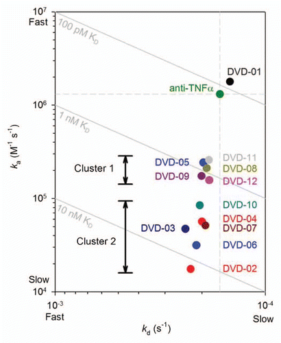 Figure 4 ka vs. kd plot derived from data presented in Table 2A for TNFα binding kinetics of the intact reference mAb and DVD-Ig proteins. Diagonals show affinities (KD); the vertical and horizontal dashed lines intersect at the reference mAb kinetic constants.