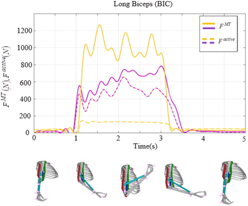 Figure 3. Musculotendon forcesand active forces obtained in the musculotendon model (purple line) and Hill’s muscle model (yellow line).