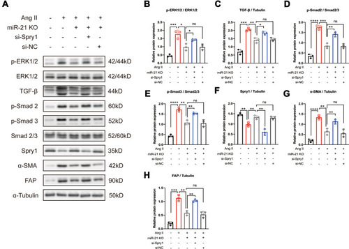 Figure 5 Inhibition of Sprouty1 (Spry1) reverses the effect of miR-21 knockout (KO) on angiotensin II (Ang II)-induced ERK/TGF-β/Smad activation in primary cardiac fibroblasts (CFs). (A) Representative and (B–H) quantitative analysis of Western blots. Inhibition of Spry1 reverses the effects of miR-21 KO on Ang II-induced ERK/TGF-β/Smad signaling in primary CFs; *P < 0.05, **P < 0.01, ***P < 0.001, ****P < 0.0001, n = 3 per group.