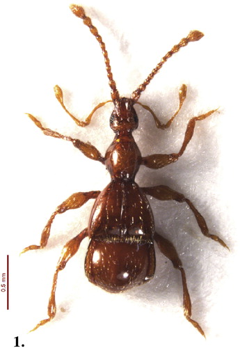 Figure 1. Habitus, male Pselaphotumulus oviceps (Broun).