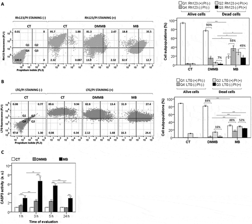 Figure 4. Cell death efficiency and organelle specific photodamage. All analyses were performed in HaCaT cells pretreated with DMMB (10 nM) and MB (2 µM) and irradiated with a 633 nm LED (46 W m−2 irradiance), as done for control cells without photosensitizer. (a) FACS scatter plots gating cells according to 2 parameters (ΔΨm and cell death), for cells stained with Rhodamine 123 (Rh123) and PI right after irradiation. Right: bars show the mean values of cell subpopulations. (b) FACS scatter plots gating cells according to 2 parameters (LMP and cell death), for cells stained with LysoTracker™ Green DND-26 (LTG) and PI right after irradiation. Right: bars show the mean values of cell subpopulations. (c) Fluorometric analysis of CASP3 activity from cytosol fraction 1, 3, 5, and 24 h after irradiation. The CASP3 activity was compared to a control following normalization by total protein concentration and expressed as arbitrary units (a. u.). Mean ± standard error of 3 independent experiments are shown. The significance levels were indicated as *P < 0.05, **P < 0.01, ***P < 0.001.