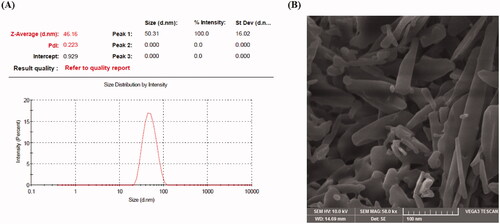 Figure 2. Particle size distribution curve (A) and scanning electron microscopic image (B) of the optimized EPL-NCs.