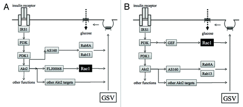 Figure 2. Proposed models for insulin-dependent signal transduction that stimulates exocytosis of GLUT4 from GSVs to the plasma membrane in skeletal muscle. (A) The insulin receptor, when occupied by insulin, stimulates a downstream kinase cascade composed of PI3K, PDK1, and Akt2. Akt2 acts as a master switch that regulates various signaling pathways necessary for GLUT4 translocation. Rac1 is also regulated downstream of Akt2. (B) Akt2 and Rac1 act independently in pathways bifurcated downstream of PI3K. GSV, GLUT4 storage vesicle; PI3K, phosphoinositide 3-kinase.