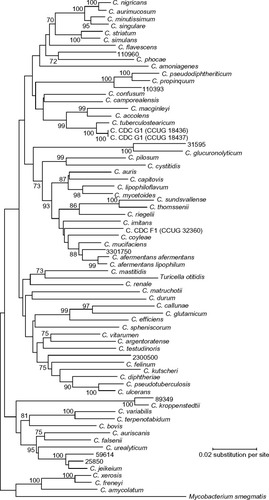 Figure 1 Dendrogram representing phylogenetic relationships of Corynebacterium type species and not-well-classified isolates by the neighbor-joining method.Note: Reproduced with permission from American Society for Microbiology from Khamis A, Raoult D, La Scola B. Comparison between rpoB and 16S rRNA Gene Sequencing for Molecular Identification of 168 Clinical Isolates of Corynebacterium. J Clin Microbiol. 2005;43(4):1934–1936. doi: 10.1128/JCM.43.4.1934–1936.2005.Citation16